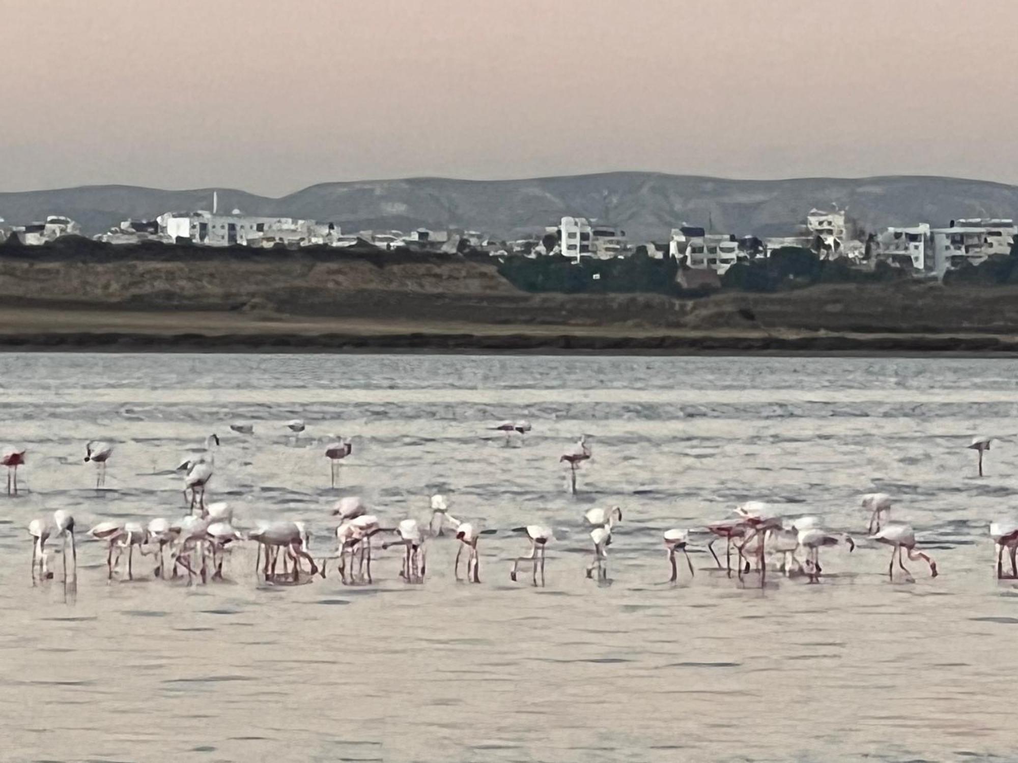 Salt Lake Larnaca Dış mekan fotoğraf